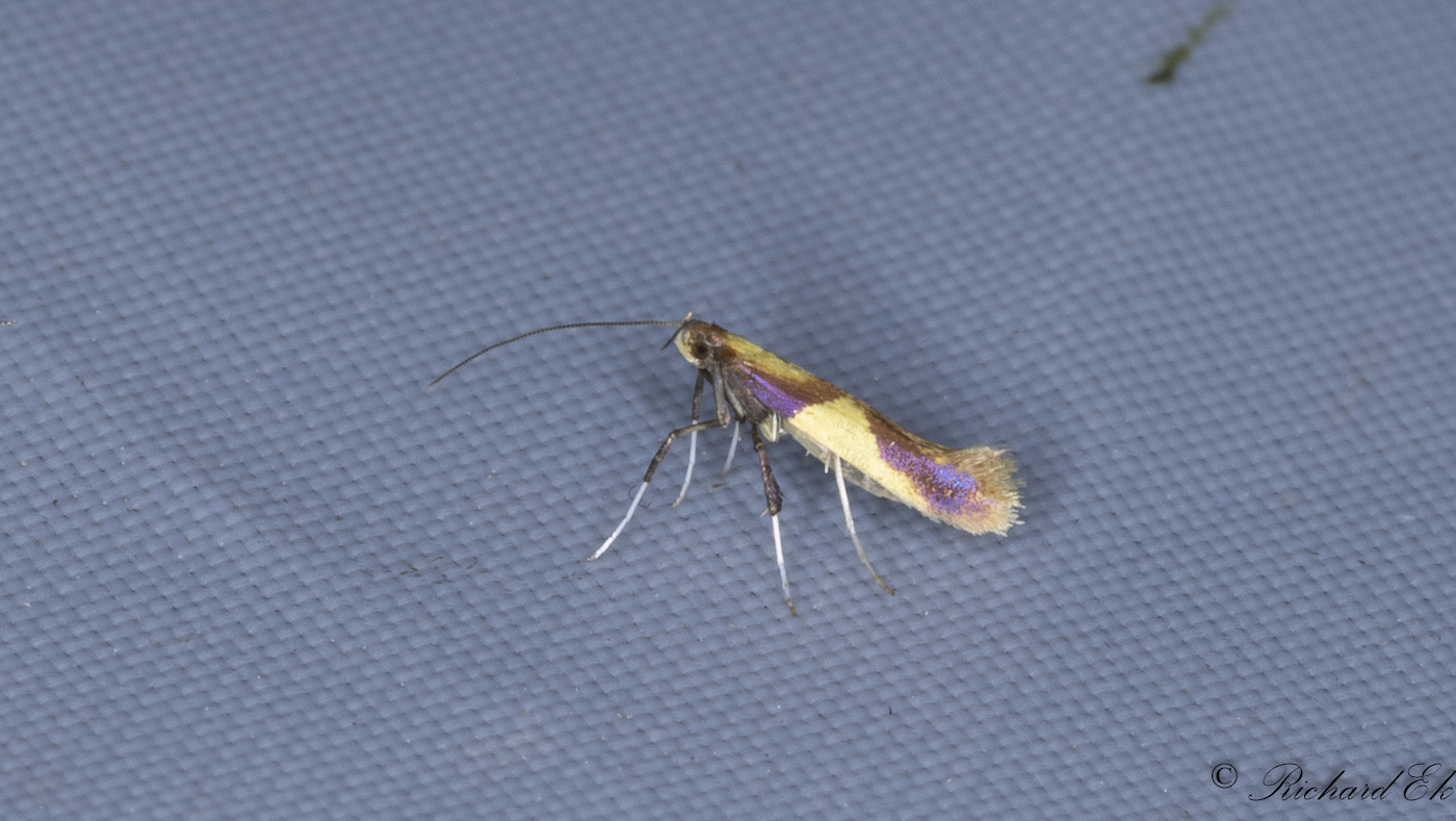 Strre ekstyltmal (Caloptilia alchimiella)