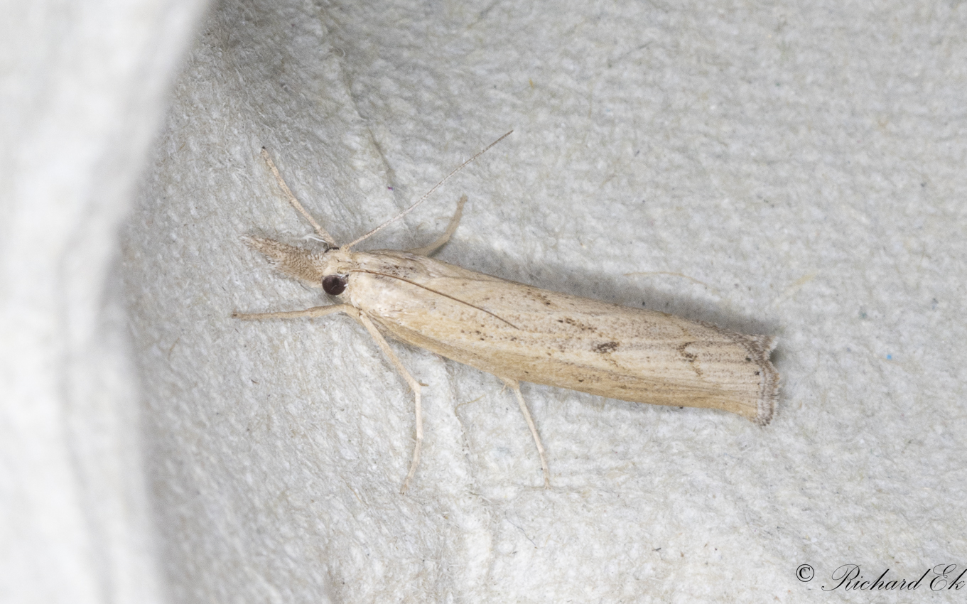 Grsmattemott - Waste Grass-veneer (Pediasia contaminella)