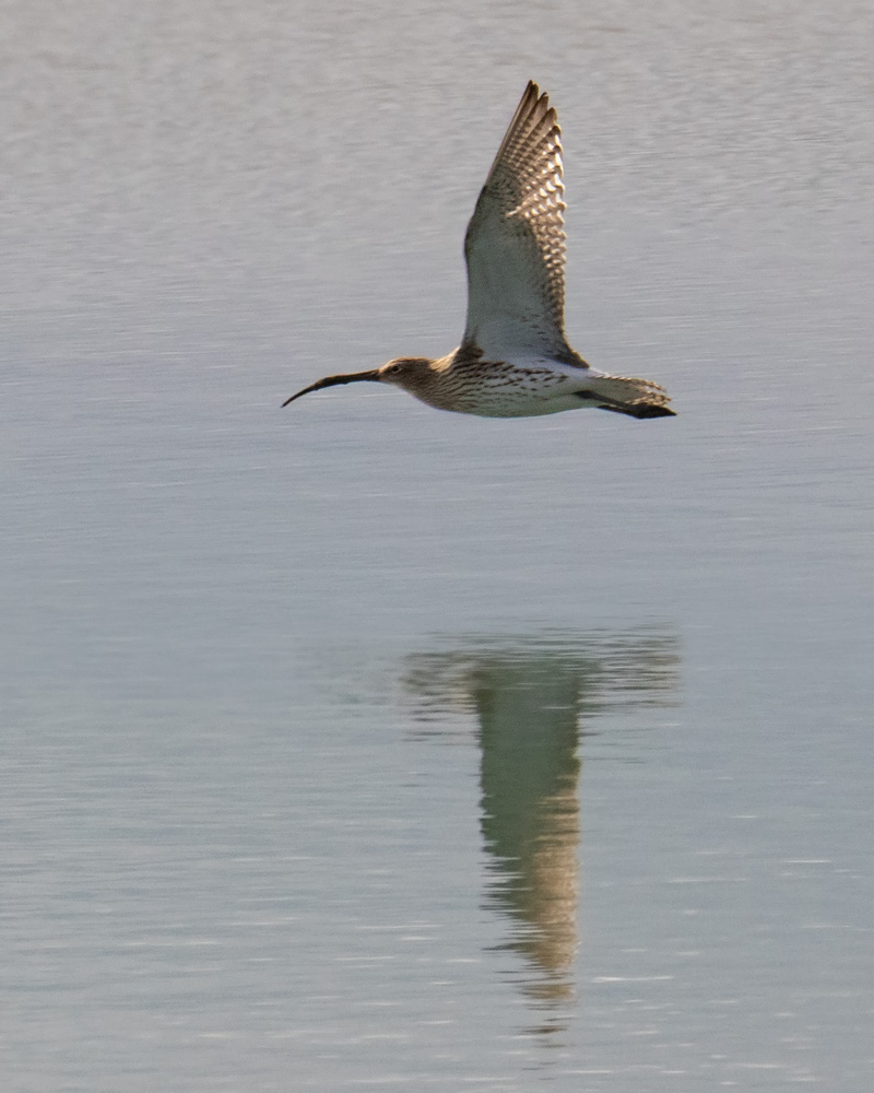 Curlew - Numenius arquata flying 11/02/19.jpg