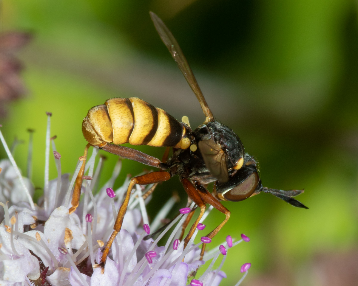 Conops quadrifasciatus male 18/08/19 side.jpg