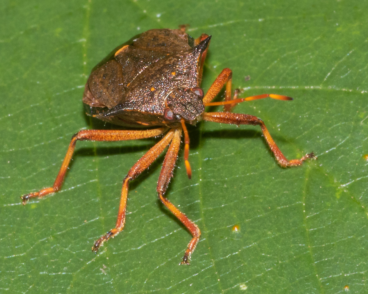 Spiked Shieldbug - Picromerus bidens 22/08/19.jpg