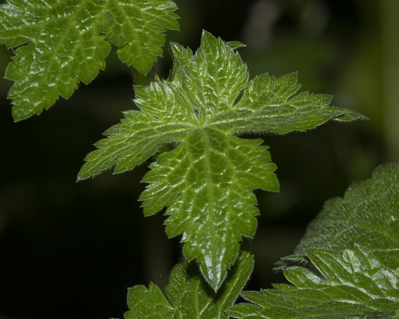 unid poss Hedgerow Cranesbill 18-05-20 leaves.jpg