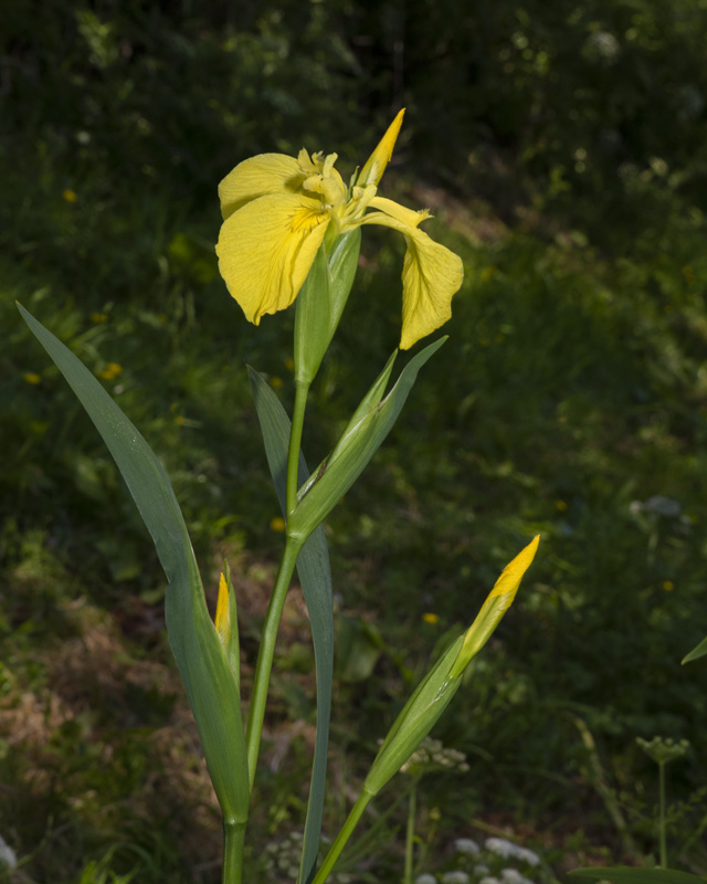 Yellow Iris - Iris pseudacorus 20-05-20.jpg