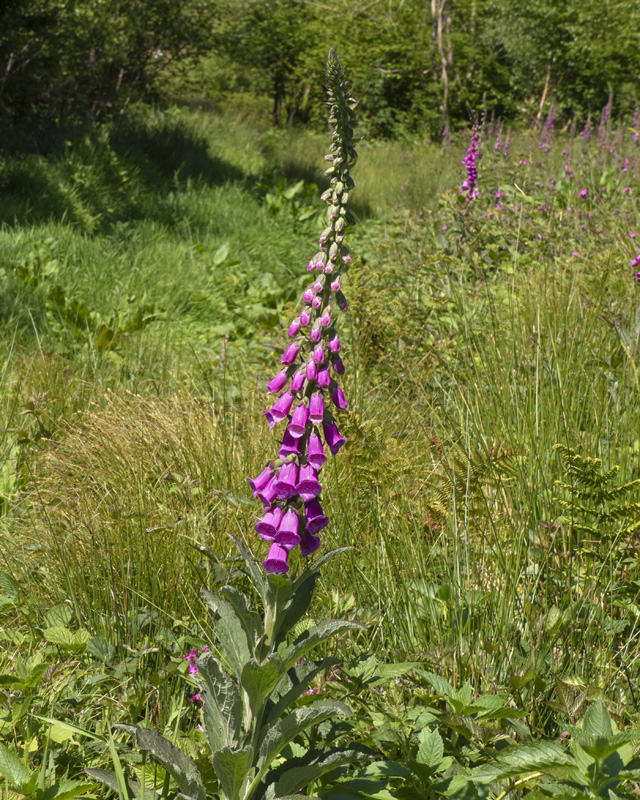 Foxglove at Aveton Wood 21-05-20.jpg