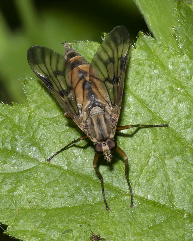 Downlooker Snipefly - Rhagio scolopaceus 25-05-20.jpg
