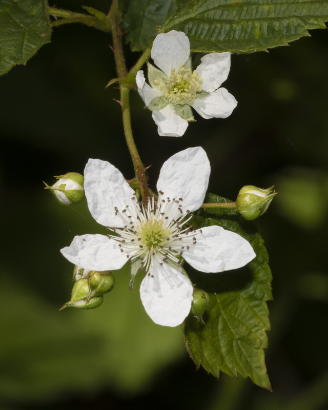 Bramble 27-05-20 #0229.jpg