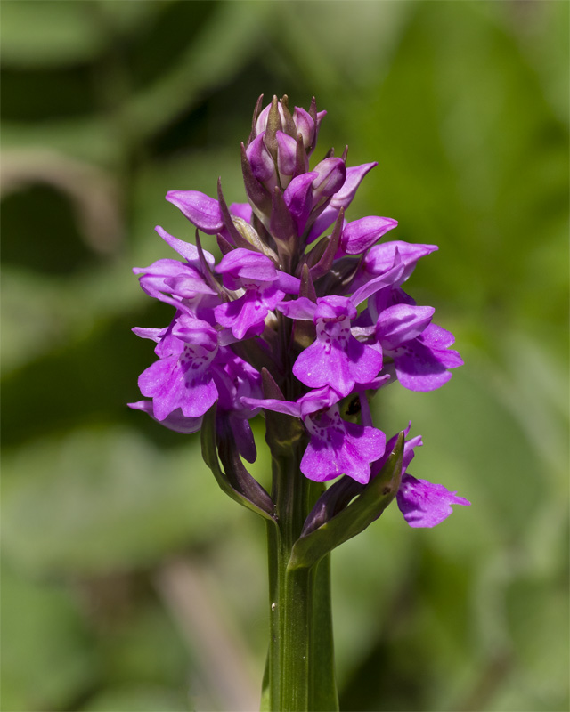 Southern Marsh Orchid  25-05-20.jpg