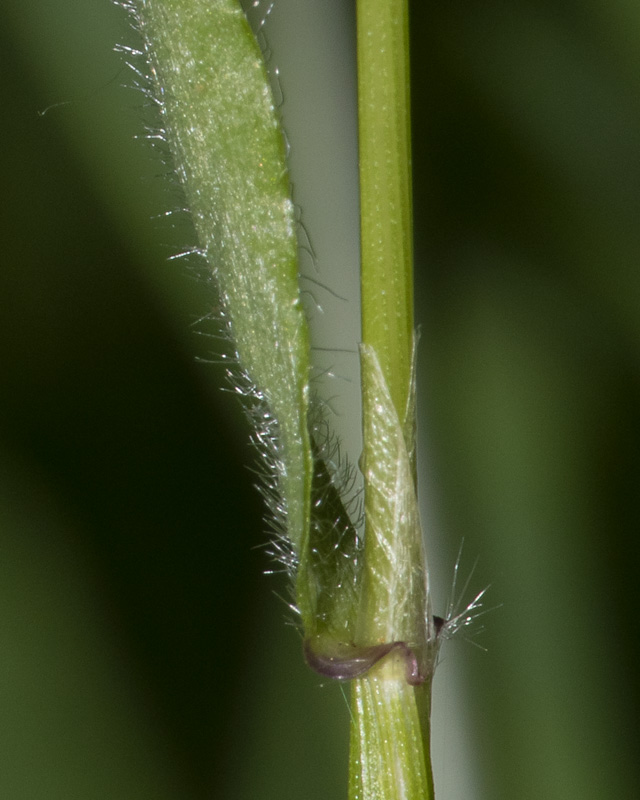 Sweet Vernal Grass - Anthoxanthum odoratum 27-05-20.jpg