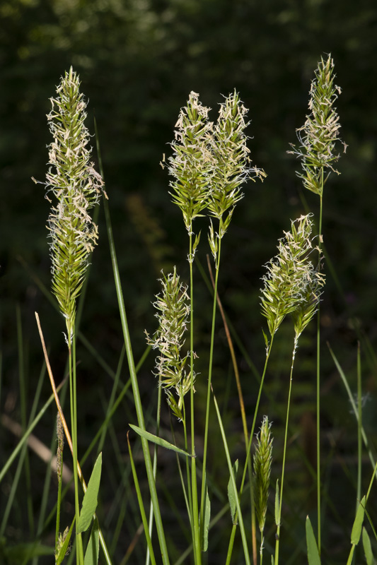 Sweet Vernal Grass - Anthoxanthum odoratum  27-05-20.jpg