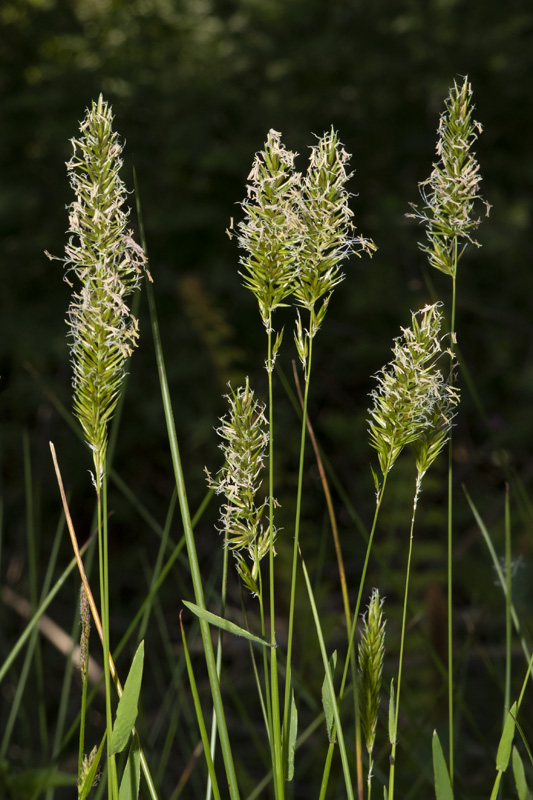 Sweet Vernal Grass - Anthoxanthum odoratum 27-05-20.jpg
