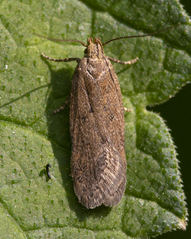 Micro Moth - Bryotropha terrella 02-06-20.jpg