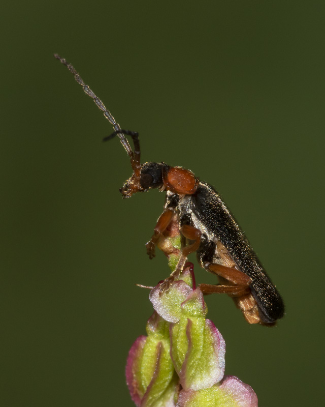 Cantharis flavilabris 09-06-20 ( previously C nigra flavilabris variation).jpg