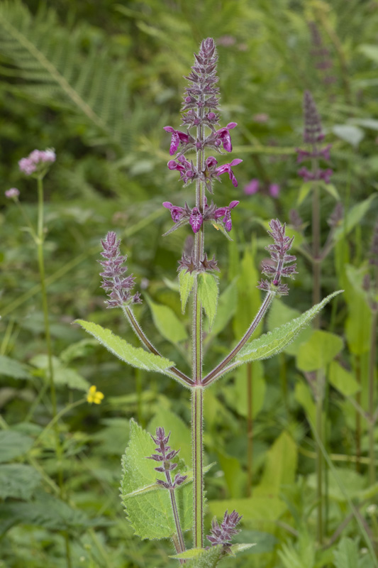 Hedge Woundwort - Stachys sylvatica 09-06-20.jpg