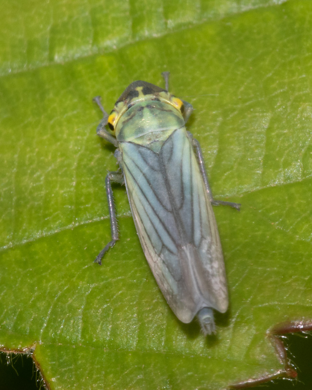 Cicadella viridis m 22-06-20.jpg