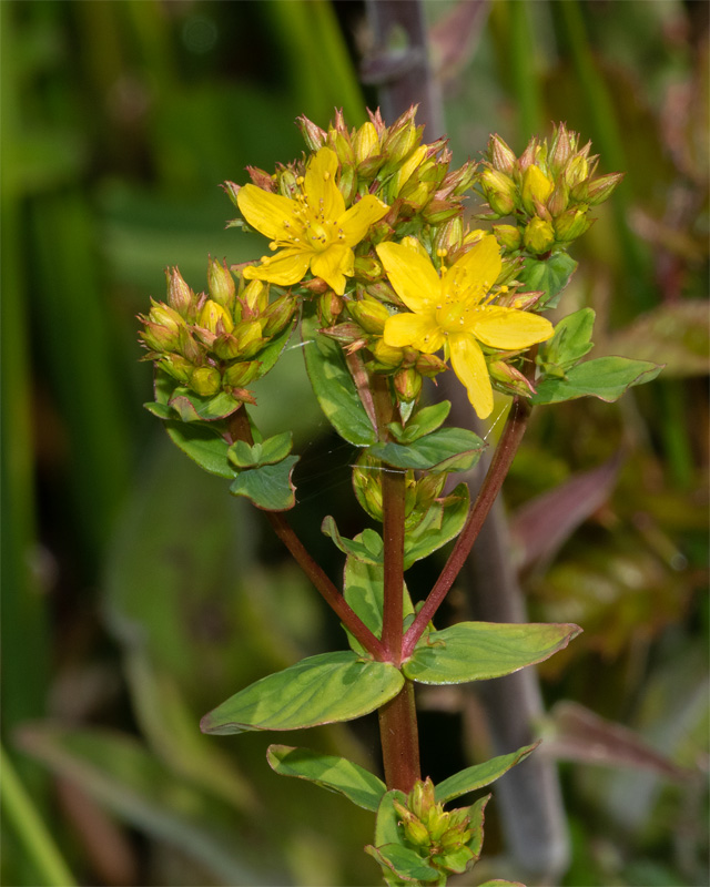 Square-stalked St Johns-wort - Hypericum tetrapterum 24-06-20.jpg