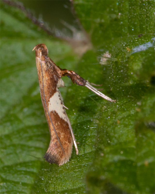 Micro Moth - Caloptilla stigmatella 25-06-20.jpg