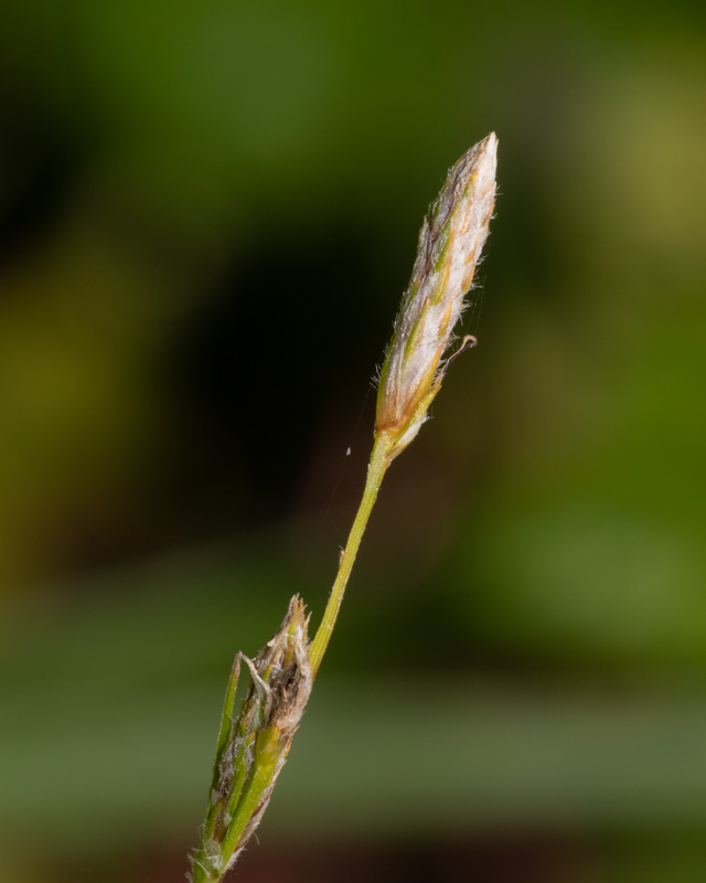 Hairy Sedge - Carex hirta 25-06-20.jpg