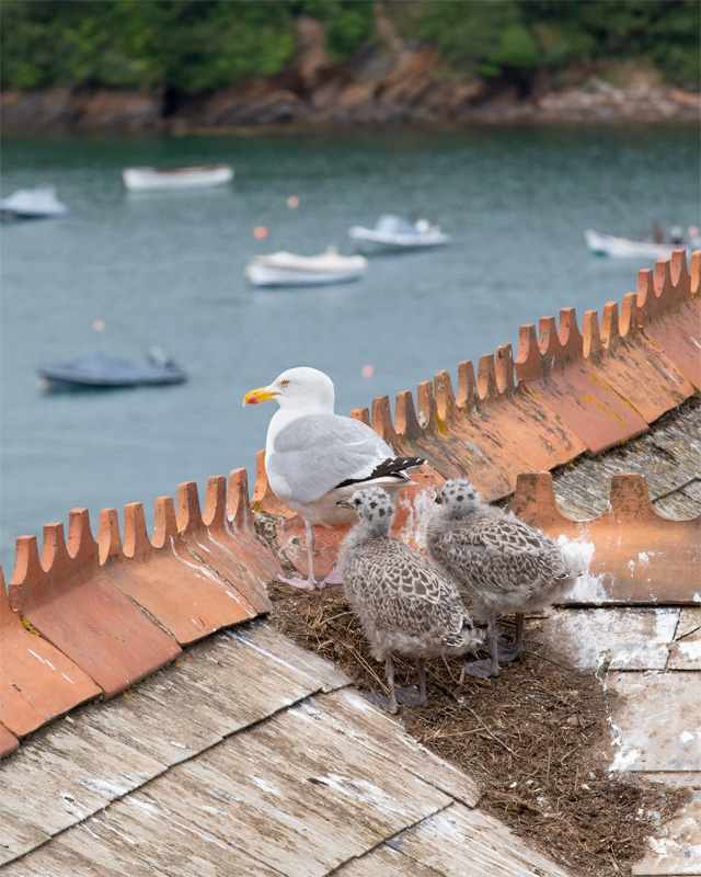 Week 27 - Gulls on roof - Devon Road.jpg