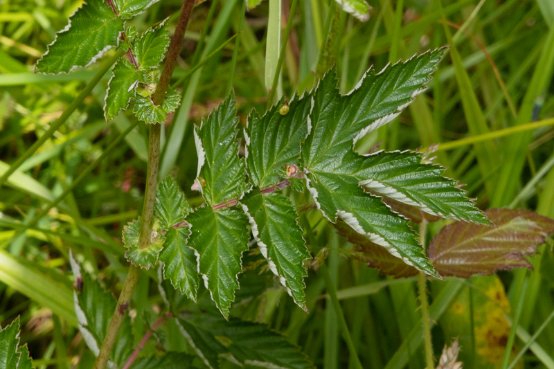 Meadowsweet - Filipendula ulmaria leaves - Aveton Wood 07-07-20.jpg