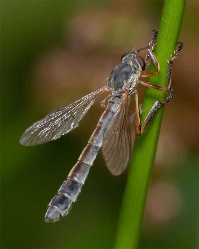 Striped Slender Robberfly - Leptogaster cylindrica 11-07-20.jpg