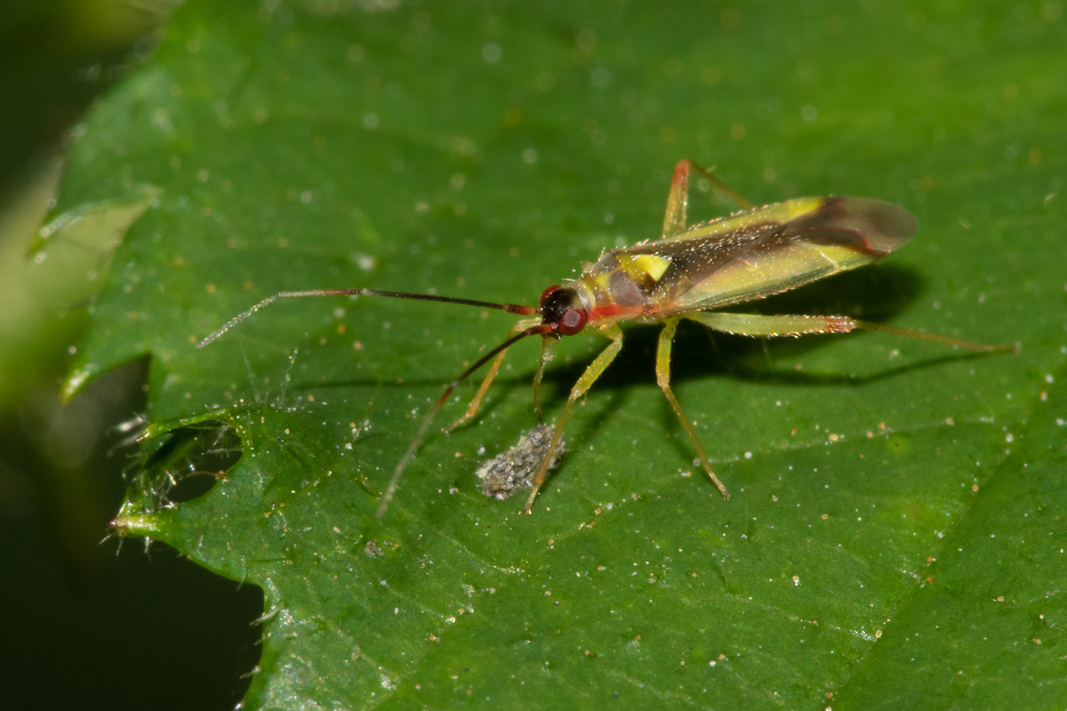 Campyloneura virgula 21-07-20.jpg