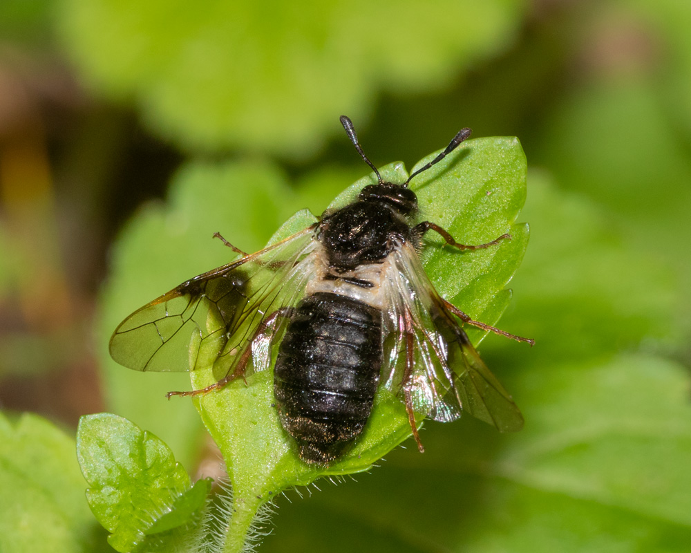 Sawfly - Abia fasciata f 17-07-20.jpg