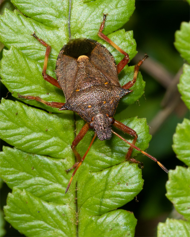 Spiked Shieldbug - Picromerus bidens 28-07-20.jpg