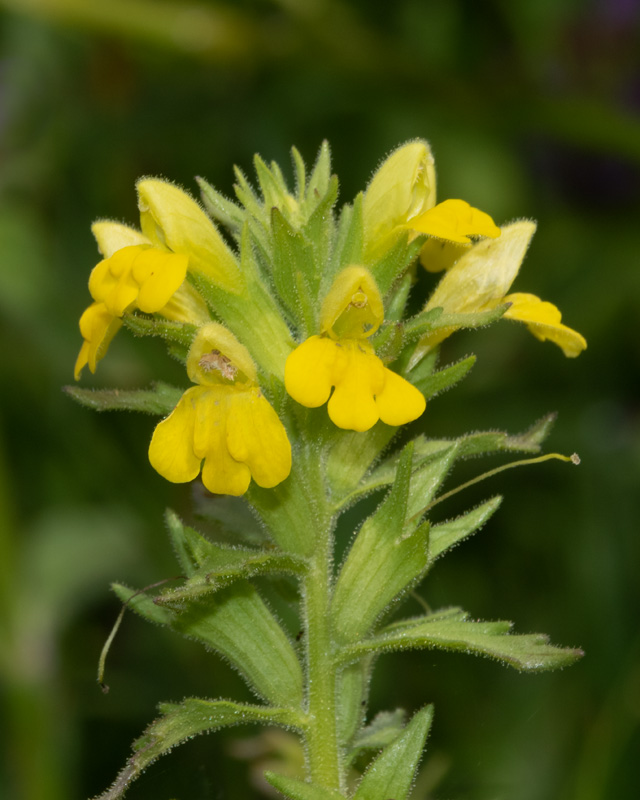 Yellow Bartsia - Parentucellia viscosa 31-07-20.jpg