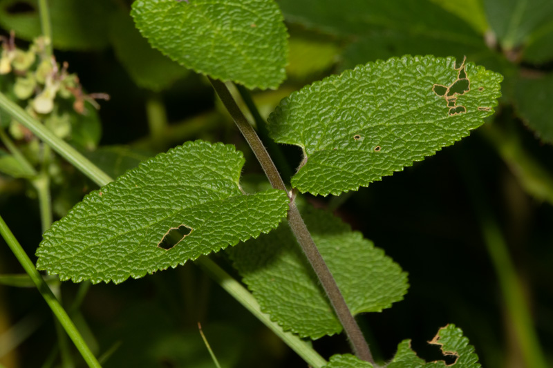 Wood Sage - Teucrium sorodonia 04-08-20 leaves.jpg