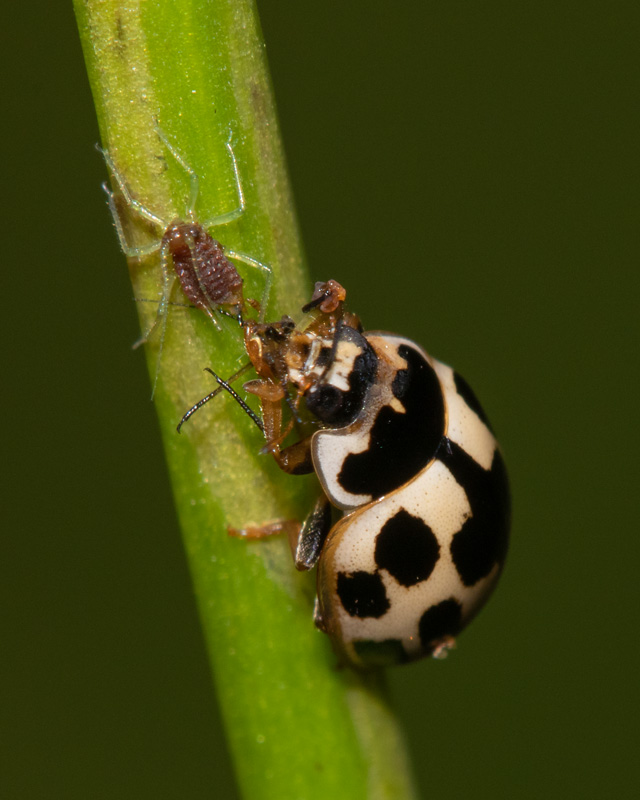 14 spot Ladybird - 14-punctata eating aphid 06-07-20.jpg