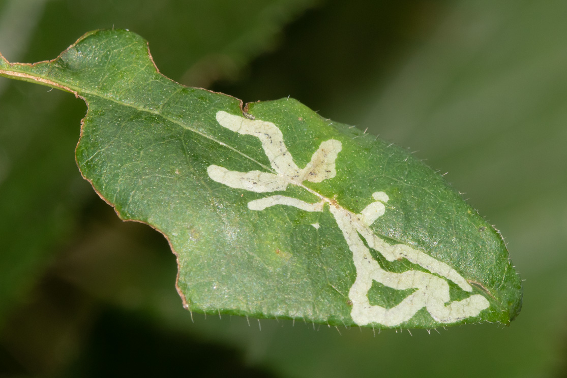 Chromatomyia aprilina mines on honeysuckle 11-08-20.jpg