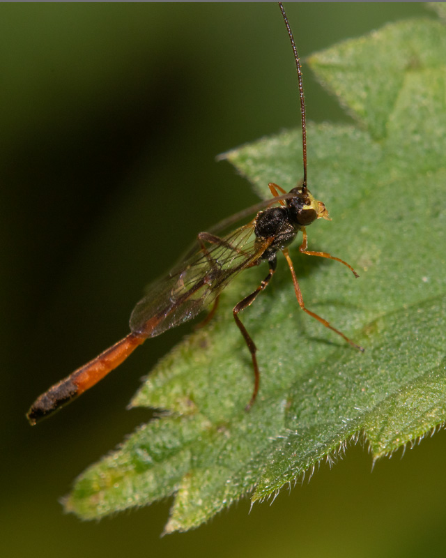 Ichneumon unid 12-08-20.jpg