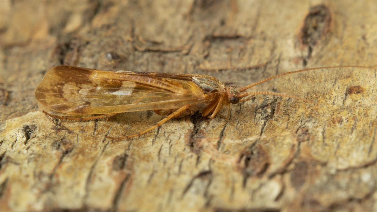 Mottled Sedge - Glyphotaelius pellucidus - moth trap 23-08-20.jpg