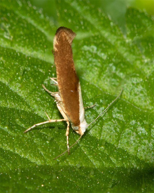 Micro Moth - Argyresthia albistria 30-08-20 side.jpg