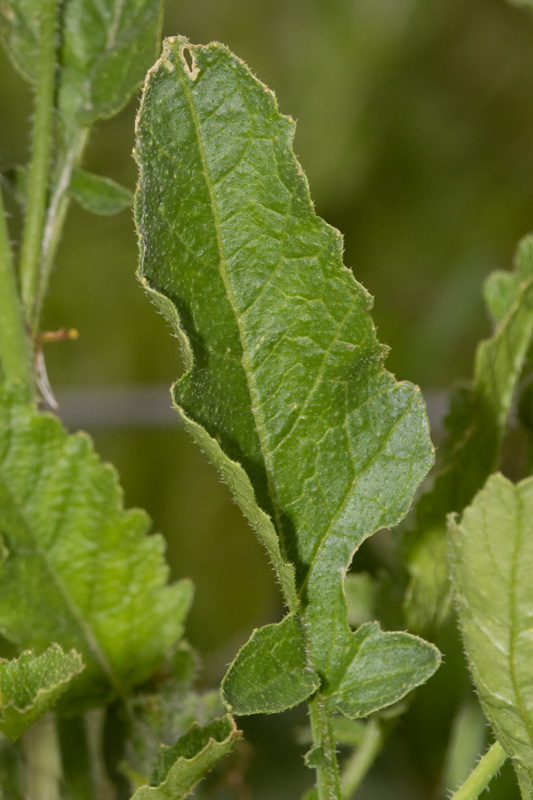 Wild Radish - Raphanus raphanistrum leaf 07-09-20.jpg