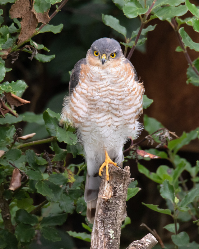 Week 35 - Sparrowhawk - Accipter nisus #2.jpg