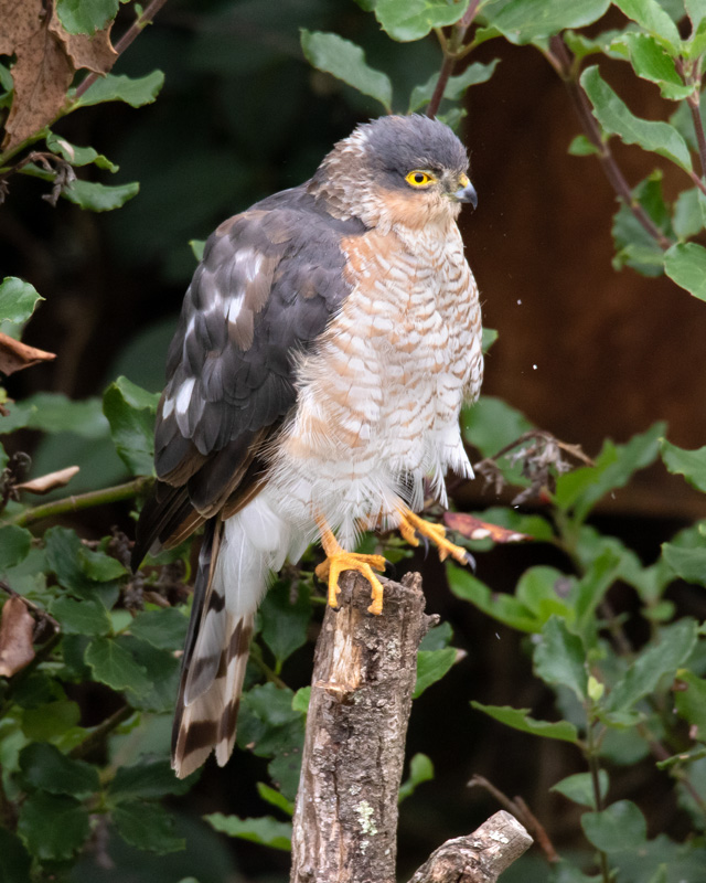 Week 35 - Sparrowhawk - Accipter nisus #3.jpg