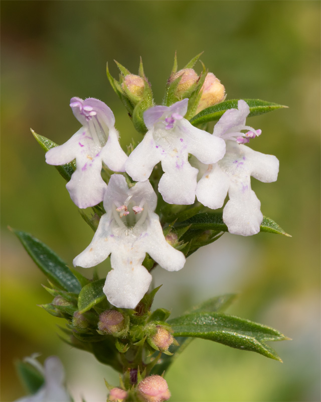 Marjoram flowers 16-09-20.jpg