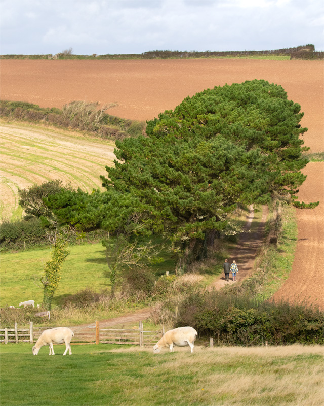 Week 42 - Sheep near Snapes Point Path #2.jpg
