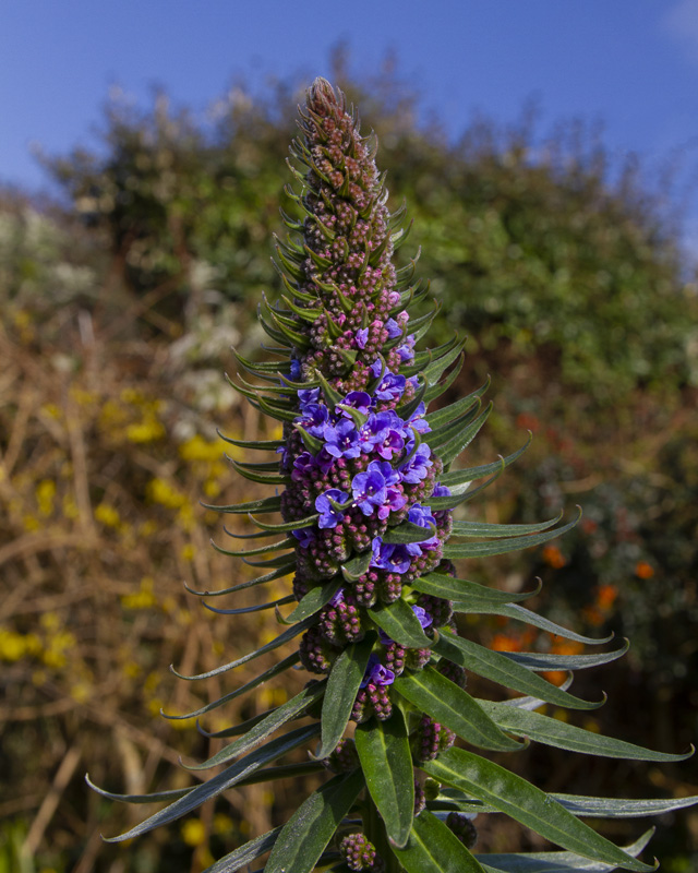 Echium - Blue Dwarf 23-03-21.jpg
