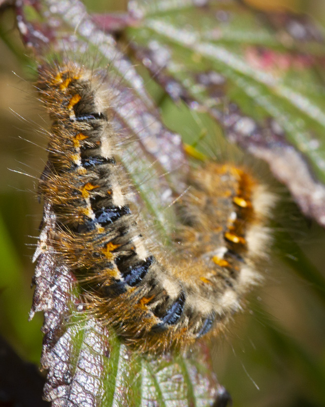Oak Eggar Catepillar possibly 30-03-21.jpg