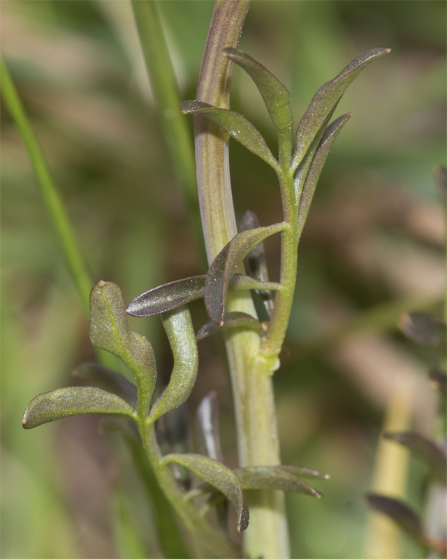 Cuckooflower - Cardamine pratensis leaves 10-04-21.jpg