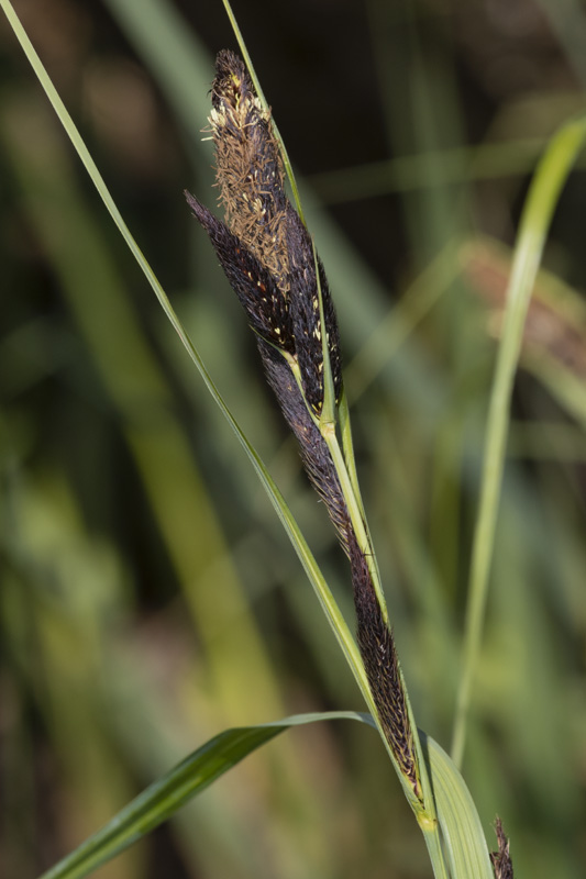 Common Sedge - Carex nigra - Slapton Ley 13-04-21.jpg