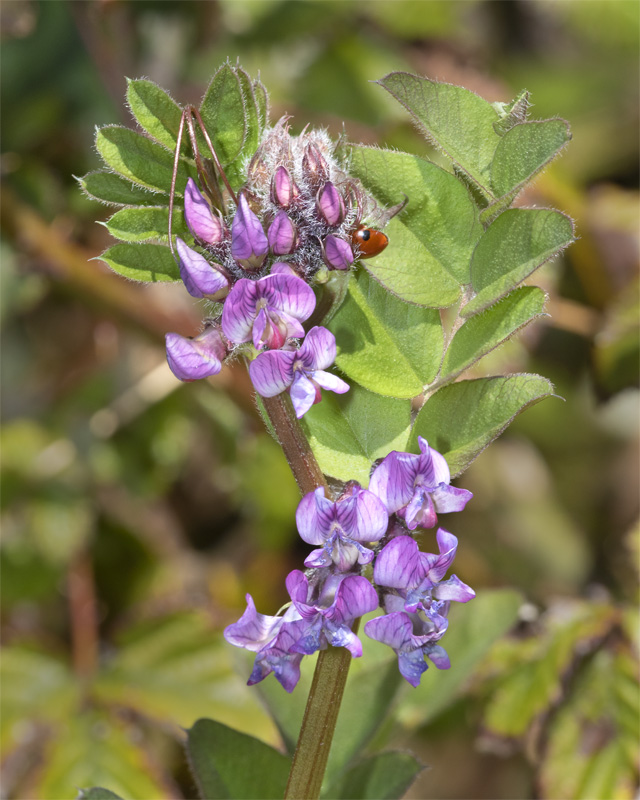 Bush Vetch - Vicia sepium 14-04-21.jpg