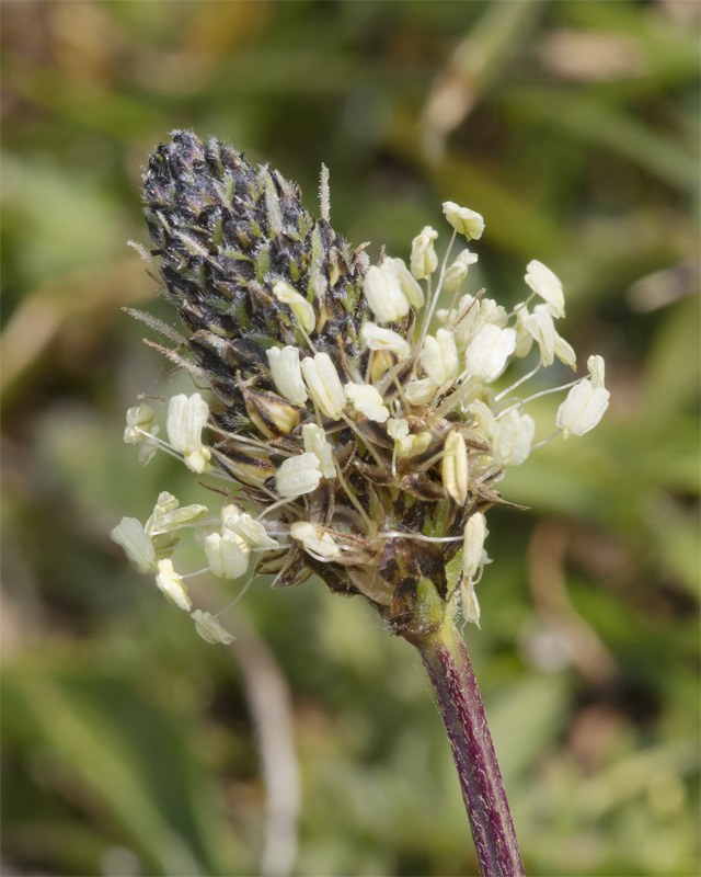 Ribwort Plantain 14-04-21.jpg