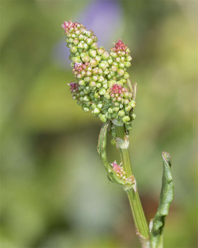 Curled Dock - Rumex crispus - Slapton Ley 13-04-21.jpg