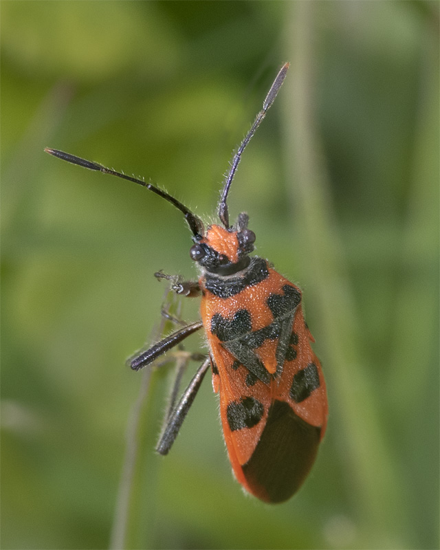 Corizus hyoscyami 18-04-21.jpg