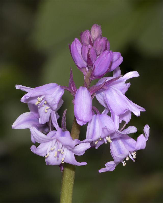Bluebell - odd hybrid colour 29-04-21.jpg