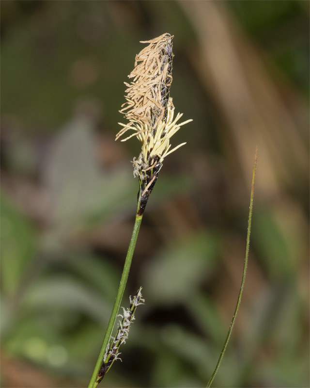 Glaucous Sedge - Carex flacca 02-05-21.jpg