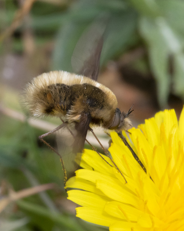 Dark-edged Bee-fly - Bombylius major 02-05-21 side.jpg